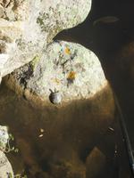 Schildkröte im See von Aggius