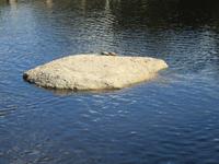 Schildkröte im See von Aggius