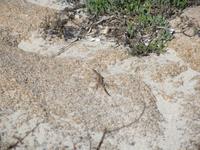 IMG_2121_Baia Trinita 