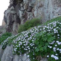 Castelsardo u. Weinprobe 