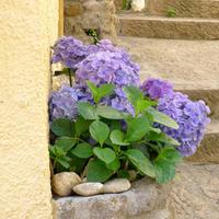 Castelsardo u. Weinprobe 