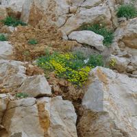 Castelsardo u. Weinprobe 