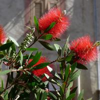 Bosa u. Nuraghe Losa 