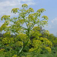 Bosa u. Nuraghe Losa 