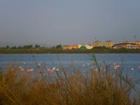  Flamingos in der Lagune bei Cagliari