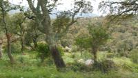 Korkeichen in der Gallura bei Tempio-Pausania 