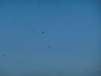 die Westküste - Gänsegeier kreisen über uns 