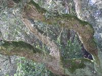 Ausflug in die Gallura (Korkeiche)