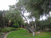 Baum in Porto Rotondo 