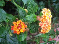 Blüten 