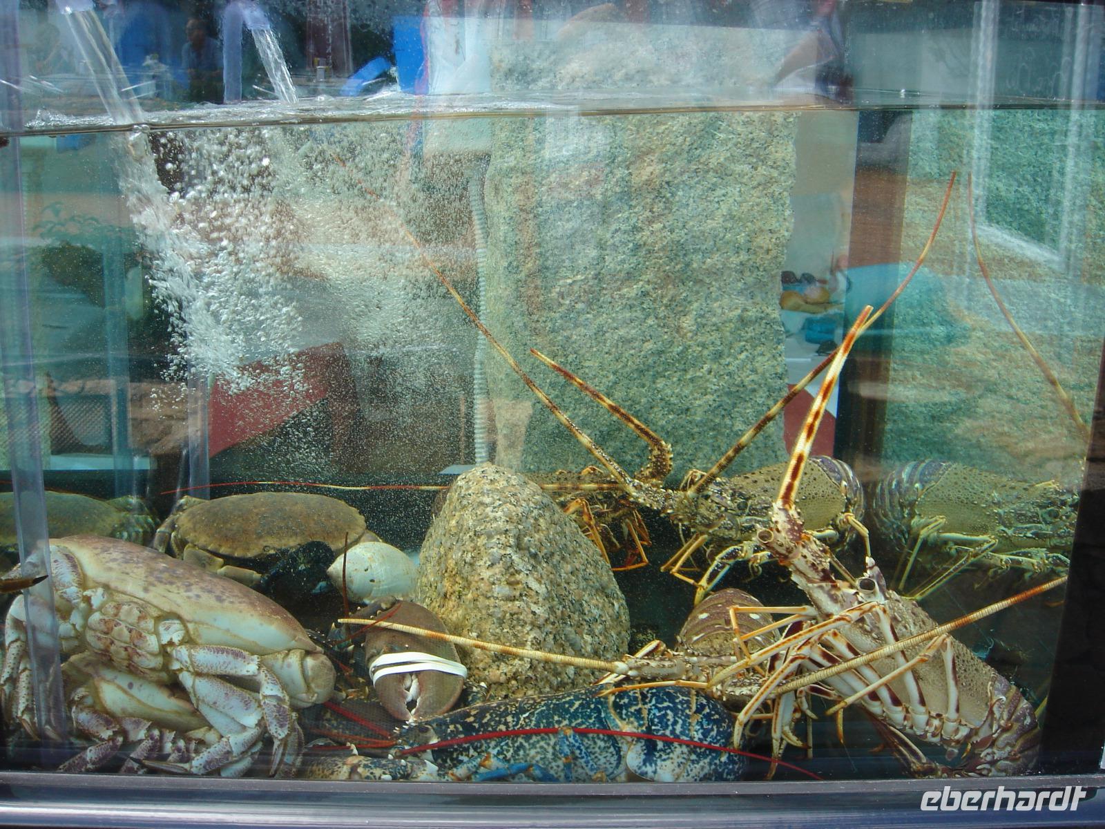 Frischer Fisch