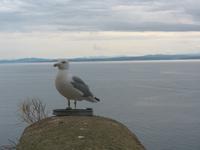Möwe, Bonifacio