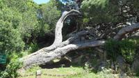auf der Caprera-Insel --beim Museum Guiseppe Garibaldi 