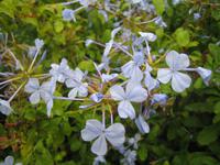 weiße Blüten 