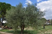 Ölbaum-Olivenbaum