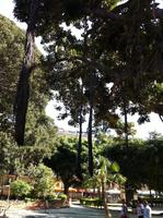 Luftwurzeln der Gummibäume