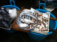 Fischmarkt Catania