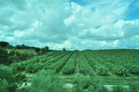 Feigenkaktus im Plantagenanbau