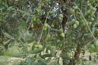 Oliven noch nicht erntereif