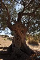 Ältester Olivenbaum auf Sizilien