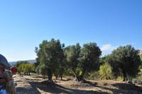 Tal der Tempel in Agrigent