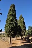 Tal der Tempel in Agrigent