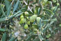 Tempel von Selinunte