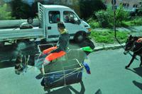 Müllabfuhr in Castelbuono