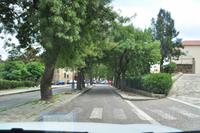 Mana-Eschen in Castelbuono