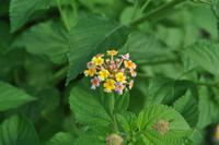 Aufstieg zum Gran Cratere