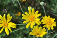 Aufstieg zum Gran Cratere