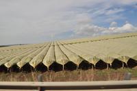 Plantagen auf Sizilien