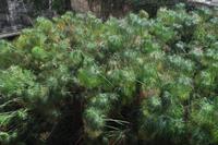 Papyrus in der Aretusa-Quelle von Syrakus