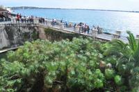 Papyrus in der Aretusa-Quelle von Syrakus