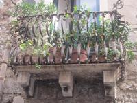 Ein Balkon voller Kumquats