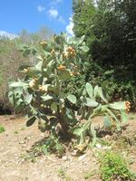 Auf Sizilien ein einfaches Gewächs...