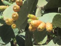 ...für uns eine Kulturpflanze - Kaktus samt Feigen