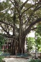Sehr alter Baum im Park von Syrakus