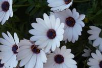 Sizilien 22.04-29.04. 212