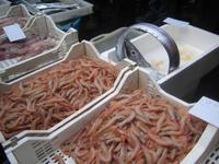 ... sind unzählige Arten von Fischen zu sehen. 