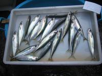 Die große Vielfalt ... 