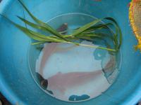 Stillleben mit Fischen