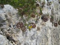 seltene Planzen an den Kalksteinwänden