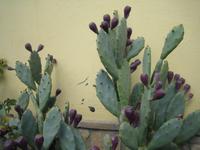 Kaktusfeige am Spezialitätenrestaurant Primavera