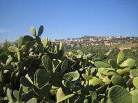 in der Ferne die Neustadt von Agrigent 