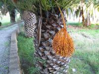 Der Weg führt an Dattelpalmen vorbei. 