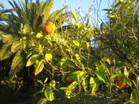 Orangenbäume gehören zum Garten. 