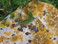 Ein Salamder sonnt sich im März. 