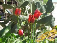 mit einer reichen Vielfalt an Pflanzen. 