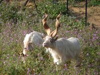 Sizilianische Girgentana-Ziege - stammt ursprünglich aus Agrigento